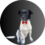 Office Dog